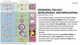 OOGENESIS, FOLLICLE
DEVELOPMENT, AND FERTILIZATION
• Once puberty begins, some of the primordial follicles
are converted to primary follicles when the oocyte
enlarges and the single layer of granulosa cells becomes
enlarged and cuboidal. Zona pellucida, a layer of clear
material, is deposited around the primary oocyte.
• Approximately every 28 days, hormonal changes
stimulate some of the primary follicles to continue to
develop.
• The primary follicle becomes a secondary follicle as
fluid-filled spaces called vesicles form among the
granulosa cells, and a capsule called the theca forms
around the follicle.
66
 