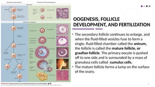 OOGENESIS, FOLLICLE
DEVELOPMENT, AND FERTILIZATION
• The secondary follicle continues to enlarge, and
when the fluid-filled vesicles fuse to form a
single, fluid-filled chamber called the antrum,
the follicle is called the mature follicle, or
graafian follicle. The primary oocyte is pushed
off to one side and is surrounded by a mass of
granulosa cells called cumulus cells.
• The mature follicle forms a lump on the surface
of the ovary.
67
 