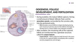 OOGENESIS, FOLLICLE
DEVELOPMENT, AND FERTILIZATION
• During ovulation, the mature follicle ruptures, forcing
a small amount of blood, follicular fluid, and the
secondary oocyte, surrounded by the cumulus cells,
into the peritoneal cavity.
• FSH stimulates several follicles to begin developing during
each menstrual cycle but only 1 of the follicles that begin to
develop forms a mature follicle and undergoes ovulation.
• After ovulation, the remaining cells of the ruptured
follicle are transformed into a glandular structure
called the corpus luteum.
• Corpus luteum - Yellow endocrine body formed in the ovary
in the site of a ruptured follicle immediately after ovulation;
secretes progesterone and estrogen.
68
 