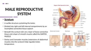MALE REPRODUCTIVE
SYSTEM
• Scrotum
• A saclike structure containing the testes
• Divided into right and left internal compartments by an
incomplete connective tissue septum
• Beneath the scrotum skin are a layer of loose connective
tissue and a layer of smooth muscle called the DARTOS
MUSCLE
• Dartos and Cremaster muscles (extensions of abdominal
muscles into the scrotum) help regulate testes
temperature
7
 
