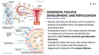 OOGENESIS, FOLLICLE
DEVELOPMENT, AND FERTILIZATION
• Oocyte only lives for 24 hours, so if no sperm is
present at ovulation time, no zygote develops,
and oocyte dies.
• If pregnancy occurs, the corpus luteum enlarges
in response to a hormone secreted by the
placenta called human chorionic gonadotropin
hormone.
• If pregnancy does not occur, the corpus luteum
lasts for 10–12 days and then begins to
degenerate to become the corpus albicans.
70
 
