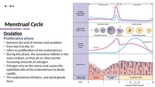 Menstrual Cycle
Ovulation
Proliferative phase
• between the end of menses and ovulation
• from day 6 to day 13
• refers to proliferation of the endometrium
• During this phase, the secondary follicles in the
ovary mature; as they do so, they secrete
increasing amounts of estrogen.
• Estrogen acts on the uterus and causes the
epithelial cells of the endometrium to divide
rapidly.
• The endometrium thickens, and spiral glands
form.
76
 