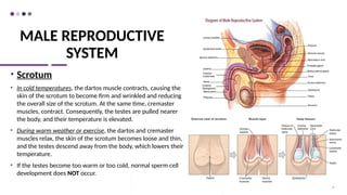 MALE REPRODUCTIVE
SYSTEM
• Scrotum
• In cold temperatures, the dartos muscle contracts, causing the
skin of the scrotum to become firm and wrinkled and reducing
the overall size of the scrotum. At the same time, cremaster
muscles, contract. Consequently, the testes are pulled nearer
the body, and their temperature is elevated.
• During warm weather or exercise, the dartos and cremaster
muscles relax, the skin of the scrotum becomes loose and thin,
and the testes descend away from the body, which lowers their
temperature.
• If the testes become too warm or too cold, normal sperm cell
development does NOT occur.
8
 