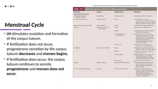 Menstrual Cycle
• LH stimulates ovulation and formation
of the corpus luteum.
• If fertilization does not occur,
progesterone secretion by the corpus
luteum decreases and menses begins.
• If fertilization does occur, the corpus
luteum continues to secrete
progesterone and menses does not
occur.
80
 