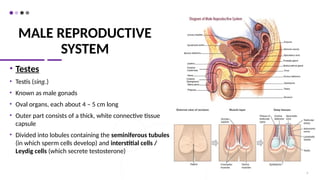 MALE REPRODUCTIVE
SYSTEM
• Testes
• Testis (sing.)
• Known as male gonads
• Oval organs, each about 4 – 5 cm long
• Outer part consists of a thick, white connective tissue
capsule
• Divided into lobules containing the seminiferous tubules
(in which sperm cells develop) and interstitial cells /
Leydig cells (which secrete testosterone)
9
 