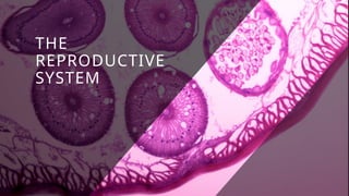 The Reproductive System (Body Systems).pptx