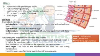 Uteru
s• Hollow muscular pear shaped organ
• Flattend Antero posteriorly
• Lies in pelvic cavity btw urinary bladder and rectum
• 7.5 cm long, 5 cm wide, 2.5cm thick
• 30 to 40 gm
Structure
It is made of 3 layers :
perimetrium – outer most layer, present over the fundus and on body and
cervix.
Myometrium – smooth muscle thick layer.
Endometrium – innermost layer made of columnar epithelium with large
no.of mucus secreting tubular glands
Functionally this endometrium is divided into 2 layers:
Functional layer: upper layer , thickens and become rich in blood vessels in
1st
half of the menstrual cycle.
If no fertilisation, no implantation the layer shed via menstruation.
Basal layer : lies next to the myometrium and does not loss during
menstruation.
From this layer , new functional layer is formed for every cycle.
Artery: Uterine artery
Vein: Uterine vein
Nerve: Uterovaginal plexus
 