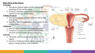 Main Parts of the Uterus
1.Fundus
1. The dome shaped upper portion above the
‑
openings of the uterine tubes.
2. Function: Indicates uterine size during pregnancy
and forms the top of the uterus.
2.Body (Corpus)
1. The central, largest portion between the fundus
and cervix.
2. Function: Site for implantation and growth of the
embryo/fetus.
3.Isthmus
1. Narrow region between the body and cervix.
2. Function: Connects the uterine cavity to the
cervical canal; stretches during pregnancy.
4.Cervix
1. The lower, cylindrical part projecting into the
vagina.
2. Function: Produces mucus, allows passage of
sperm, menstrual flow, and childbirth.
 