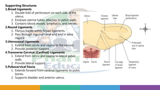 Supporting Structures
1.Broad Ligaments
1. Double fold of peritoneum on each side of the
uterus.
2. Encloses uterine tubes; attaches to pelvic walls.
3. Contains blood vessels, lymphatics, and nerves.
2.Round Ligaments
1. Fibrous bands within broad ligaments.
2. Pass through inguinal canal and end in labia
majora.
3.Uterosacral Ligaments
1. Extend from cervix and vagina to the sacrum.
2. Provide posterior support.
4.Transverse Cervical (Cardinal) Ligaments
1. Extend from cervix and vagina to lateral pelvic
walls.
2. Provide lateral support.
5.Pubocervical Fascia
1. Extends forward from cardinal ligaments to pubic
bones.
2. Supports bladder and anterior uterus.
 