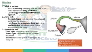 Uterine
tubes
1.Length & Position
• About 10cm long, extending from the sides of the
uterus between the body and fundus.
• Lie in the upper free border of the broad
ligament.
2.Lateral Ends
• Trumpet shaped
‑ ends open into the peritoneal
cavity near the ovaries.
• Have finger like projections (fimbriae)
‑ — the
ovarian fimbria is the longest and closely
associated with the ovary.
3.Layers of the Wall
Outer layer: Peritoneum (broad ligament).
Middle layer: Smooth muscle for peristaltic
movement.
Inner layer: Ciliated epithelium aiding ovum
transport.
Artery: Uterine artery
Vein: Uterine vein
Nerve: Uterovaginal plexus
 