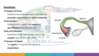 Functions:
1.Transport of Ovum
Propel the ovum from the ovary to the uterus by
peristaltic contractions and ciliary movement.
2.Nourishment
Tubal secretions nourish both ovum and
spermatozoa during their passage.
3.Site of Fertilization
Fertilization of the ovum usually occurs in the
ampulla region of the uterine tube.
4.Transport of Zygote
The zygote is moved into the uterus for
implantation.
 