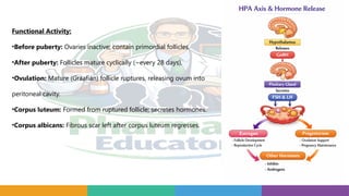 Functional Activity:
•Before puberty: Ovaries inactive; contain primordial follicles.
•After puberty: Follicles mature cyclically (~every 28 days).
•Ovulation: Mature (Graafian) follicle ruptures, releasing ovum into
peritoneal cavity.
•Corpus luteum: Formed from ruptured follicle; secretes hormones.
•Corpus albicans: Fibrous scar left after corpus luteum regresses.
 