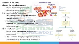 Functions of the Ovary
1.Gamete Storage & Development
1. Ovaries store female gametes (ova).
2. Ova mature prior to ovulation.
2.Hormonal Control of Maturation
1. Maturation regulated by hypothalamus and
anterior pituitary.
2. Pituitary releases FSH (follicle stimulating
‑
hormone) and LH (luteinising hormone), both
acting on the ovary.
3.Endocrine Function
1. Ovaries secrete sex hormones (estrogen and
progesterone).
2. These hormones drive physiological changes during
the reproductive cycle (menstrual cycle, pregnancy).
 