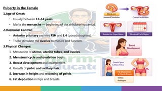 Puberty in the Female
1.Age of Onset:
• Usually between 12–14 years.
• Marks the menarche — beginning of the childbearing period.
2.Hormonal Control:
• Anterior pituitary secretes FSH and LH (gonadotrophins).
• These stimulate the ovaries to mature and function.
3.Physical Changes:
1. Maturation of uterus, uterine tubes, and ovaries.
2. Menstrual cycle and ovulation begin.
3. Breast development and enlargement.
4. Growth of pubic and axillary hair.
5. Increase in height and widening of pelvis.
6. Fat deposition in hips and breasts.
 
