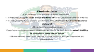 If Fertilisation Occurs
• No breakdown of the endometrium and no menstruation.
• The fertilised ovum (zygote) travels through the uterine tube to the uterus where it embeds in the wall.
• The embryo secretes human chorionic gonadotrophin (hCG), which is structurally similar to anterior
pituitary LH.
• hCG maintains the corpus luteum intact.
•Corpus luteum continues progesterone & estrogen secretion for the first 3–4 months, actively inhibiting
the maturation of further ovarian follicles.
• Placenta eventually develops and takes over hormone production (estrogen, progesterone, and
gonadotrophins).
 