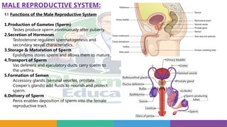 MALE REPRODUCTIVE SYSTEM:
‍
⚕️
‍
️
‍
⚕️
‍
⚕️
‍
⚕️
‍
⚕️
‍
⚕️
‍
⚕️
‍
⚕️
‍
⚕️
‍
⚕️
‍
⚕️
‍
⚕️
‍
⚕️
‍
⚕️Functions of the Male Reproductive System
1.Production of Gametes (Sperm)
Testes produce sperm continuously after puberty.
2.Secretion of Hormones
Testosterone regulates spermatogenesis and
secondary sexual characteristics.
3.Storage & Maturation of Sperm
Epididymis stores sperm and allows them to mature.
4.Transport of Sperm
Vas deferens and ejaculatory ducts carry sperm to
the urethra.
5.Formation of Semen
Accessory glands (seminal vesicles, prostate,
Cowper’s glands) add fluids to nourish and protect
sperm.
6.Delivery of Sperm
Penis enables deposition of sperm into the female
reproductive tract.
 