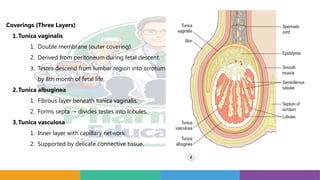Coverings (Three Layers)
1.Tunica vaginalis
1. Double membrane (outer covering).
2. Derived from peritoneum during fetal descent.
3. Testes descend from lumbar region into scrotum
by 8th month of fetal life.
2.Tunica albuginea
1. Fibrous layer beneath tunica vaginalis.
2. Forms septa divides testes into lobules.
→
3.Tunica vasculosa
1. Inner layer with capillary network.
2. Supported by delicate connective tissue.
 