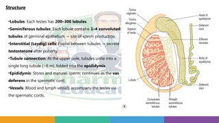 Structure
•Lobules: Each testes has 200–300 lobules.
•Seminiferous tubules: Each lobule contains 1–4 convoluted
tubules of germinal epithelium site of sperm production.
→
•Interstitial (Leydig) cells: Found between tubules secrete
→
testosterone after puberty.
•Tubule connection: At the upper pole, tubules unite into a
single long tubule (~6 m), folded into the epididymis.
•Epididymis: Stores and matures sperm; continues as the vas
deferens in the spermatic cord.
•Vessels: Blood and lymph vessels accompany the testes via
the spermatic cords.
 