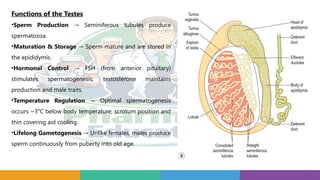 Functions of the Testes
•Sperm Production Seminiferous tubules produce
→
spermatozoa.
•Maturation & Storage Sperm mature and are stored in
→
the epididymis.
•Hormonal Control FSH (from anterior pituitary)
→
stimulates spermatogenesis; testosterone maintains
production and male traits.
•Temperature Regulation Optimal spermatogenesis
→
occurs ~3°C below body temperature; scrotum position and
thin covering aid cooling.
•Lifelong Gametogenesis Unlike females, males produce
→
sperm continuously from puberty into old age.
 