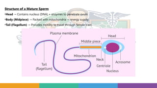 Structure of a Mature Sperm
•Head Contains nucleus (DNA) + enzymes to penetrate ovum.
→
•Body (Midpiece) Packed with mitochondria energy supply.
→ →
•Tail (Flagellum) Provides motility to travel through female tract.
→
 