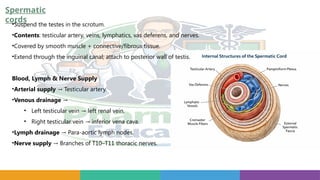 Spermatic
cords
•Suspend the testes in the scrotum.
•Contents: testicular artery, veins, lymphatics, vas deferens, and nerves.
•Covered by smooth muscle + connective/fibrous tissue.
•Extend through the inguinal canal; attach to posterior wall of testis.
Blood, Lymph & Nerve Supply
•Arterial supply Testicular artery.
→
•Venous drainage →
• Left testicular vein left renal vein.
→
• Right testicular vein inferior vena cava.
→
•Lymph drainage Para aortic lymph nodes.
→ ‑
•Nerve supply Branches of T10–T11 thoracic nerves.
→
 