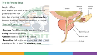 The deferent duct
Length: ~45cm.
Path: ascends from testis through inguinal canal
→ →
posterior bladder wall.
Joins duct of seminal vesicle forms
→ ejaculatory duct.
Function: transports sperm from epididymis to urethra.
Seminal Vesicles
•Structure: Paired fibromuscular pouches, ~5cm long.
•Lining: Columnar epithelium.
•Location: Posterior aspect of the bladder.
•Connection: Each vesicle opens into a short duct joins
→
the deferent duct forms the
→ ejaculatory duct.
 