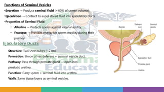 Functions of Seminal Vesicles
•Secretion Produce
→ seminal fluid (≈60% of semen volume).
•Ejaculation Contract to expel stored fluid into ejaculatory ducts.
→
•Properties of Seminal Fluid:
• Alkaline Protects sperm against vaginal acidity.
→
• Fructose Provides energy for sperm motility during their
→
journey.
Ejaculatory Ducts
Structure: Two short tubes (~2cm).
Formation: Union of vas deferens + seminal vesicle duct.
Pathway: Pass through prostate gland open into
→
prostatic urethra.
Function: Carry sperm + seminal fluid into urethra.
Walls: Same tissue layers as seminal vesicles.
 