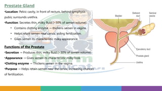 Functions of the Prostate
•Secretion Produces thin, milky fluid (~30% of semen volume).
→
•Appearance Gives semen its characteristic milky look.
→
•Clotting enzyme Thickens semen in the vagina.
→
•Purpose Helps retain semen near the cervix, increasing chances
→
of fertilization.
Prostate Gland
•Location: Pelvic cavity, in front of rectum, behind symphysis
pubis; surrounds urethra.
•Function: Secretes thin, milky fluid (~30% of semen volume).
• Contains clotting enzyme thickens semen in vagina.
→
• Helps retain semen near cervix, aiding fertilization.
• Gives semen its characteristic milky appearance.
 