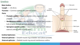 Urethra
Male Urethra
•Length ~19–20cm.
→
•Function Common pathway for urine and semen.
→
•Parts:
• Prostatic urethra Begins at bladder orifice, passes through
→
prostate.
• Membranous urethra Shortest & narrowest; runs from prostate
→ →
bulb of penis, through perineal membrane.
• Spongiose (penile) urethra Lies in corpus spongiosum; ends at
→
external urethral orifice in glans penis.
Urethral Sphincters
•Internal sphincter Smooth muscle ring at bladder neck (above prostate).
→
•External sphincter Skeletal muscle ring around membranous urethra.
→
 