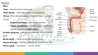 Penis
Parts:
•Root Anchors penis in perineum.
→
•Shaft (body) Externally visible, movable portion.
→
Tissues: Three cylindrical masses of erectile tissue + smooth
muscle.
• Corpora cavernosa Two lateral columns.
→
• Corpus spongiosum Central column containing
→
urethra; expands into glans penis.
Foreskin (prepuce) Movable double layer of skin covering
→
glans.
Blood supply Deep, dorsal, and bulbar arteries.
→
Venous drainage Internal pudendal and internal iliac veins.
→
Nerve supply Autonomic + somatic nerves.
→
 