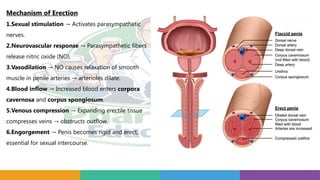 Mechanism of Erection
1.Sexual stimulation Activates parasympathetic
→
nerves.
2.Neurovascular response Parasympathetic fibers
→
release nitric oxide (NO).
3.Vasodilation NO causes relaxation of smooth
→
muscle in penile arteries arterioles dilate.
→
4.Blood inflow Increased blood enters
→ corpora
cavernosa and corpus spongiosum.
5.Venous compression Expanding erectile tissue
→
compresses veins obstructs outflow.
→
6.Engorgement Penis becomes rigid and erect,
→
essential for sexual intercourse.
 