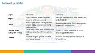 Internal genitalia
Organ Structure Function
Vagina
Muscular canal extending from
cervix to external opening
Passage for menstrual flow, intercourse,
and childbirth
Uterus
Pear shaped muscular organ with
‑
fundus, body, cervix; inner lining =
endometrium
Site of implantation, fetal development,
and labour contractions
Uterine Tubes
(Fallopian Tubes)
10 cm long tubes with infundibulum,
fimbriae, ampulla, isthmus, uterine
part
Transport ovum, site of fertilization,
propel zygote to uterus
Ovaries
Almond shaped gonads located
‑
near lateral uterus
Produce ova and secrete estrogen &
progesterone
 