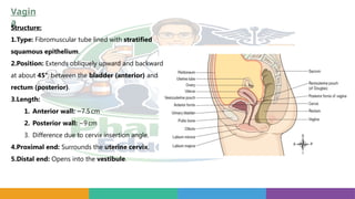 Vagin
a
Structure:
1.Type: Fibromuscular tube lined with stratified
squamous epithelium.
2.Position: Extends obliquely upward and backward
at about 45°, between the bladder (anterior) and
rectum (posterior).
3.Length:
1. Anterior wall: ~7.5cm
2. Posterior wall: ~9cm
3. Difference due to cervix insertion angle.
4.Proximal end: Surrounds the uterine cervix.
5.Distal end: Opens into the vestibule.
 