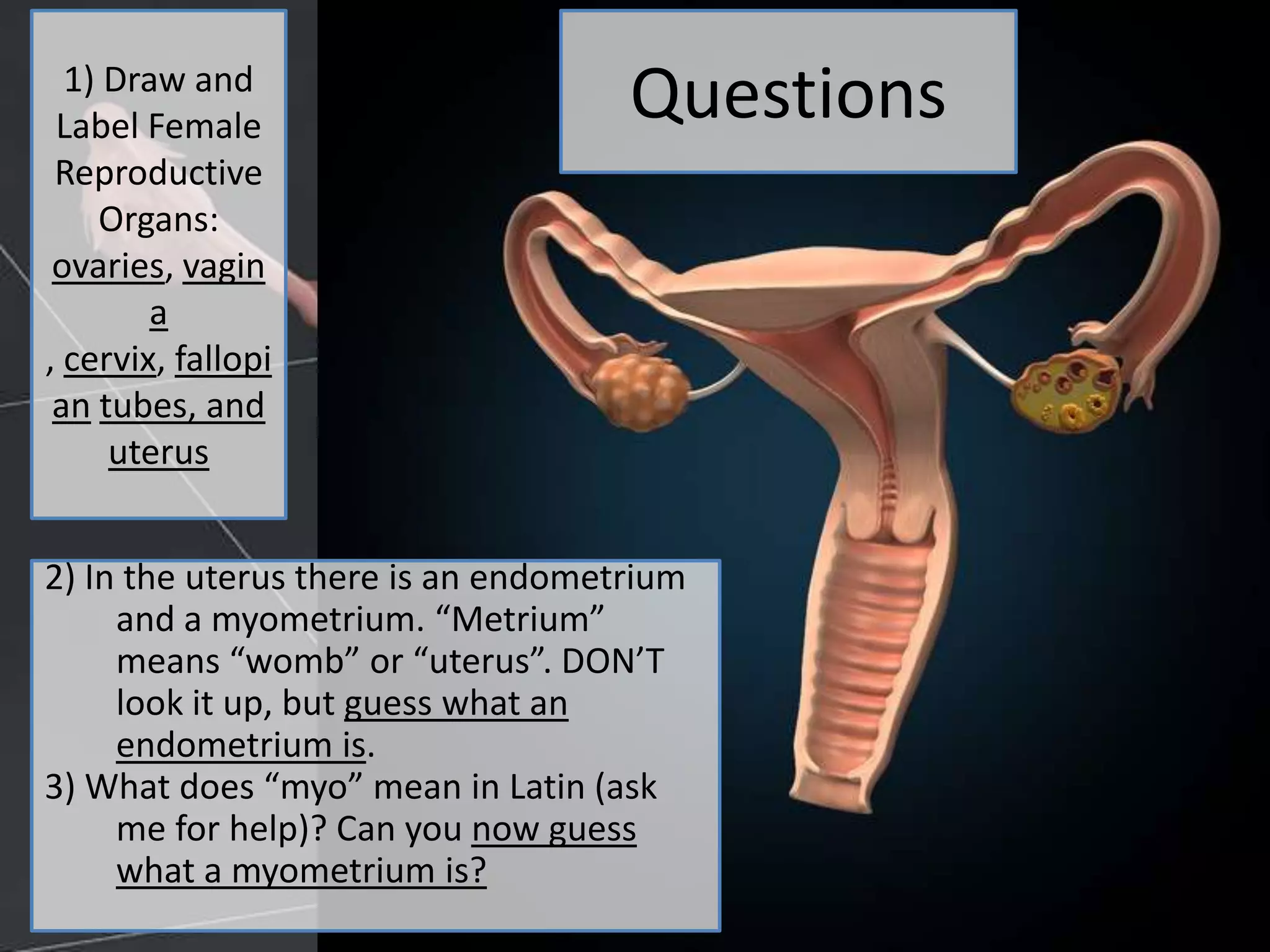 1) Draw and
Label Female
Reproductive
Organs:
ovaries, vagin
a
, cervix, fallopi
an tubes, and
uterus
Questions
2) In the uterus there is an endometrium
and a myometrium. “Metrium”
means “womb” or “uterus”. DON’T
look it up, but guess what an
endometrium is.
3) What does “myo” mean in Latin (ask
me for help)? Can you now guess
what a myometrium is?