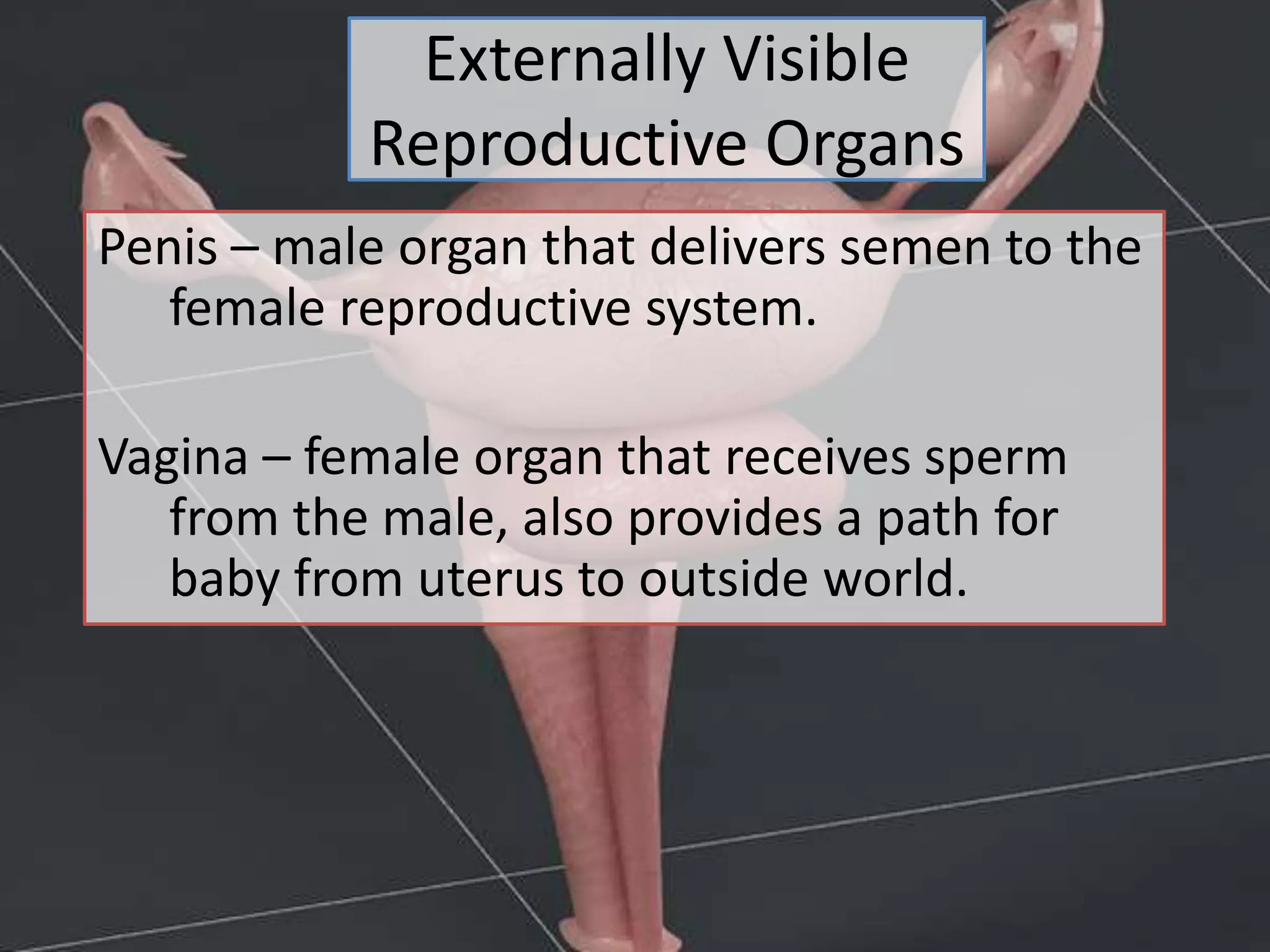Externally Visible
Reproductive Organs
Penis – male organ that delivers semen to the
female reproductive system.
Vagina – female organ that receives sperm
from the male, also provides a path for
baby from uterus to outside world.