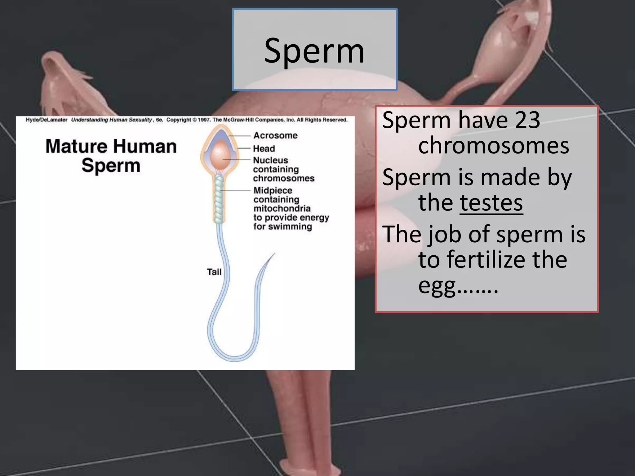 Sperm
Sperm have 23
chromosomes
Sperm is made by
the testes
The job of sperm is
to fertilize the
egg…….