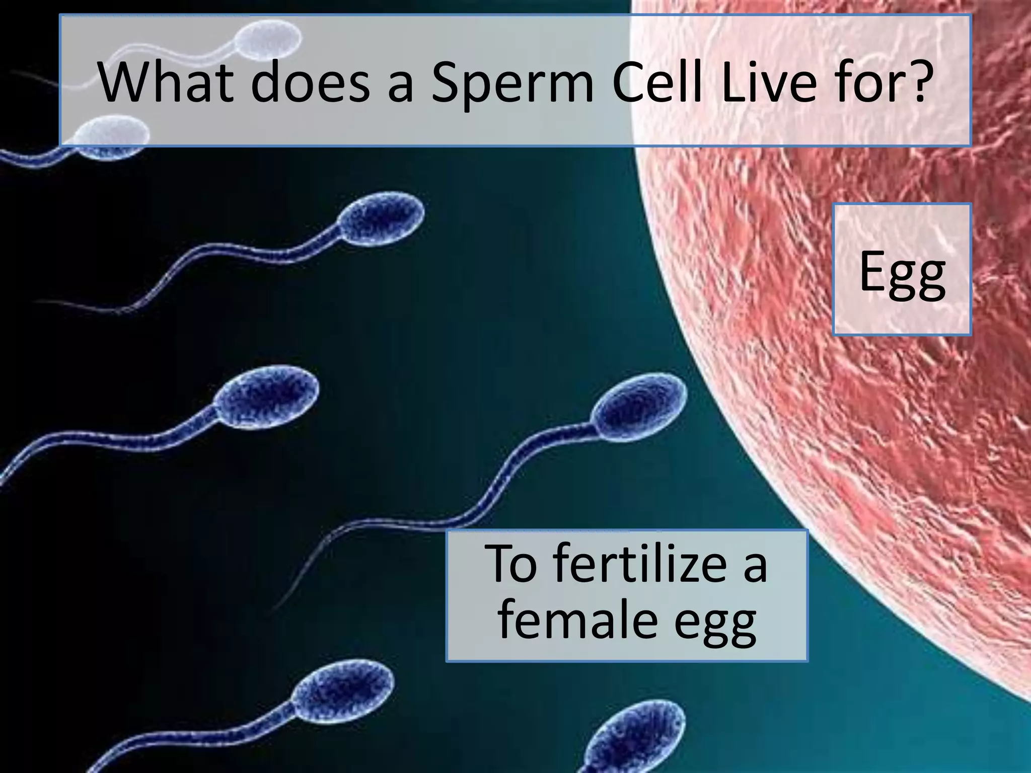 What does a Sperm Cell Live for?
Egg
To fertilize a
female egg