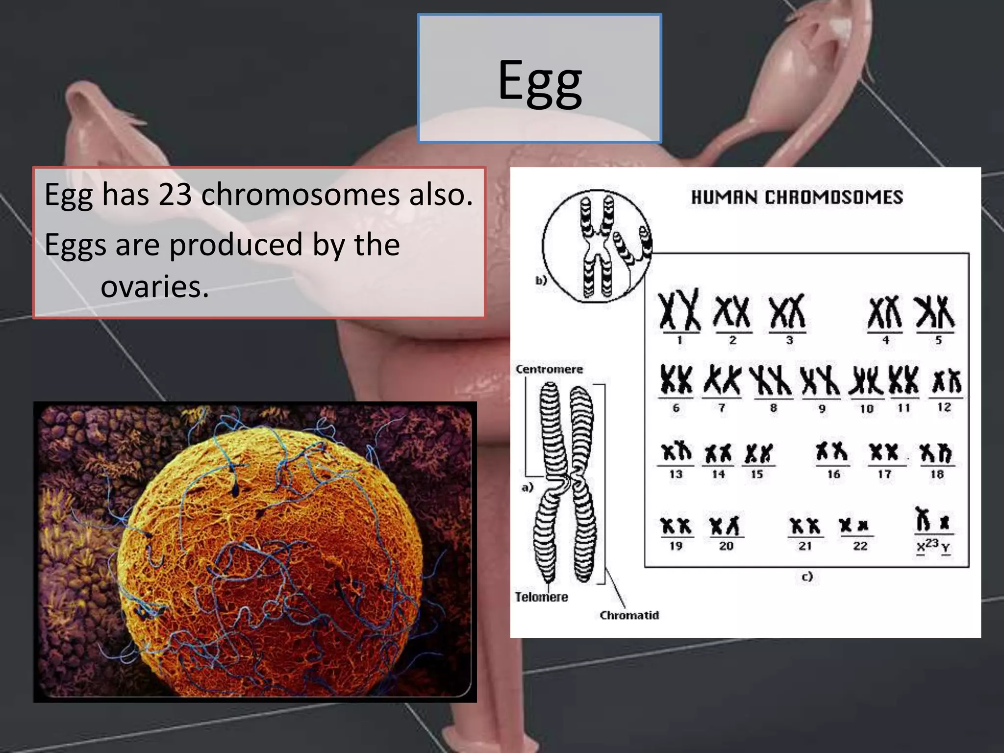 Egg
Egg has 23 chromosomes also.
Eggs are produced by the
ovaries.