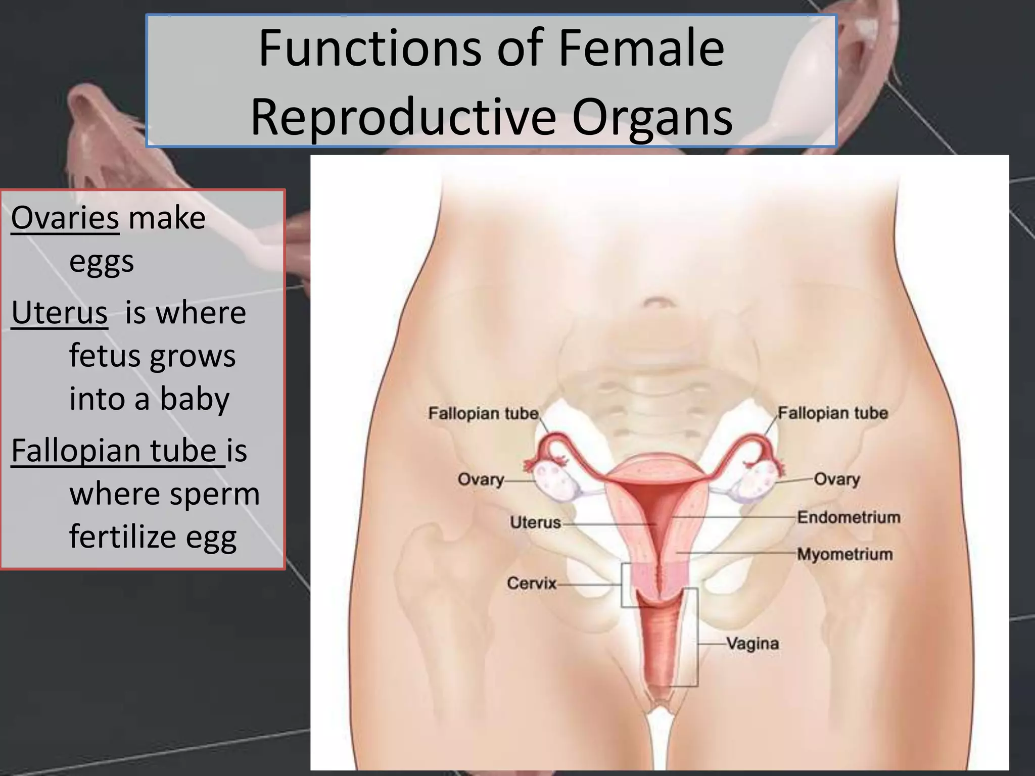 Functions of Female
Reproductive Organs
Ovaries make
eggs
Uterus is where
fetus grows
into a baby
Fallopian tube is
where sperm
fertilize egg