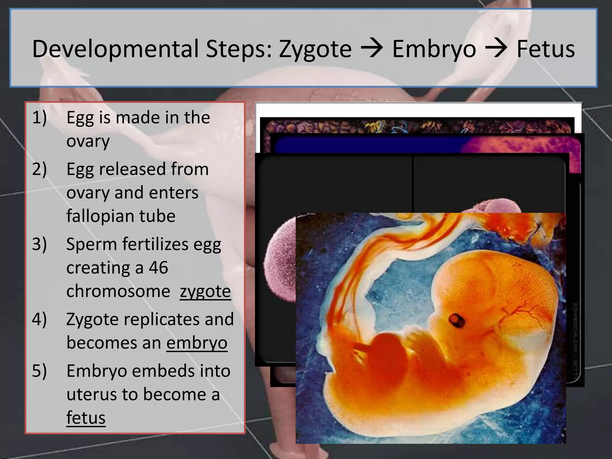 Developmental Steps: Zygote Embryo Fetus
1) Egg is made in the
ovary
2) Egg released from
ovary and enters
fallopian tube
3) Sperm fertilizes egg
creating a 46
chromosome zygote
4) Zygote replicates and
becomes an embryo
5) Embryo embeds into
uterus to become a
fetus