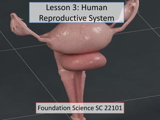 Lesson 3: Human
Reproductive System
Foundation Science SC 22101
 