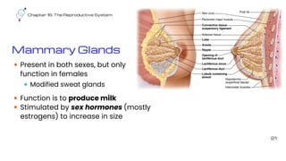 Chapter 16: The Reproductive System
Present in both sexes, but only
function in females
Mammary Glands
Mammary Glands
Modified sweat glands
Function is to produce milk
Stimulated by sex hormones (mostly
estrogens) to increase in size
21
 