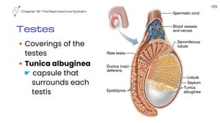 Chapter 16: The Reproductive System
Coverings of the
testes
Tunica albuginea
☛ capsule that
surrounds each
testis
Testes
Testes
05
 