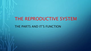 THE REPRODUCTIVE SYSTEM
THE PARTS AND IT’S FUNCTION
 