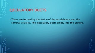 EJECULATORY DUCTS
• These are formed by the fusion of the vas deferens and the
seminal vesicles. The ejaculatory ducts emp...