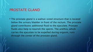 PROSTATE GLAND
• The prostate gland is a walnut-sized structure that is located
below the urinary bladder in front of the ...