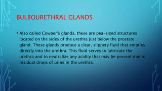BULBOURETHRAL GLANDS
• Also called Cowper's glands, these are pea-sized structures
located on the sides of the urethra jus...
