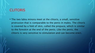 CLITORIS
• The two labia minora meet at the clitoris, a small, sensitive
protrusion that is comparable to the penis in mal...