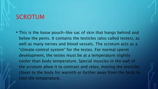 SCROTUM
• This is the loose pouch-like sac of skin that hangs behind and
below the penis. It contains the testicles (also ...