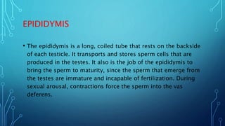 EPIDIDYMIS
• The epididymis is a long, coiled tube that rests on the backside
of each testicle. It transports and stores s...